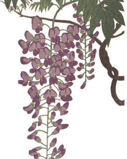 Astra Magazine Wisteria by Mieko Kawakami