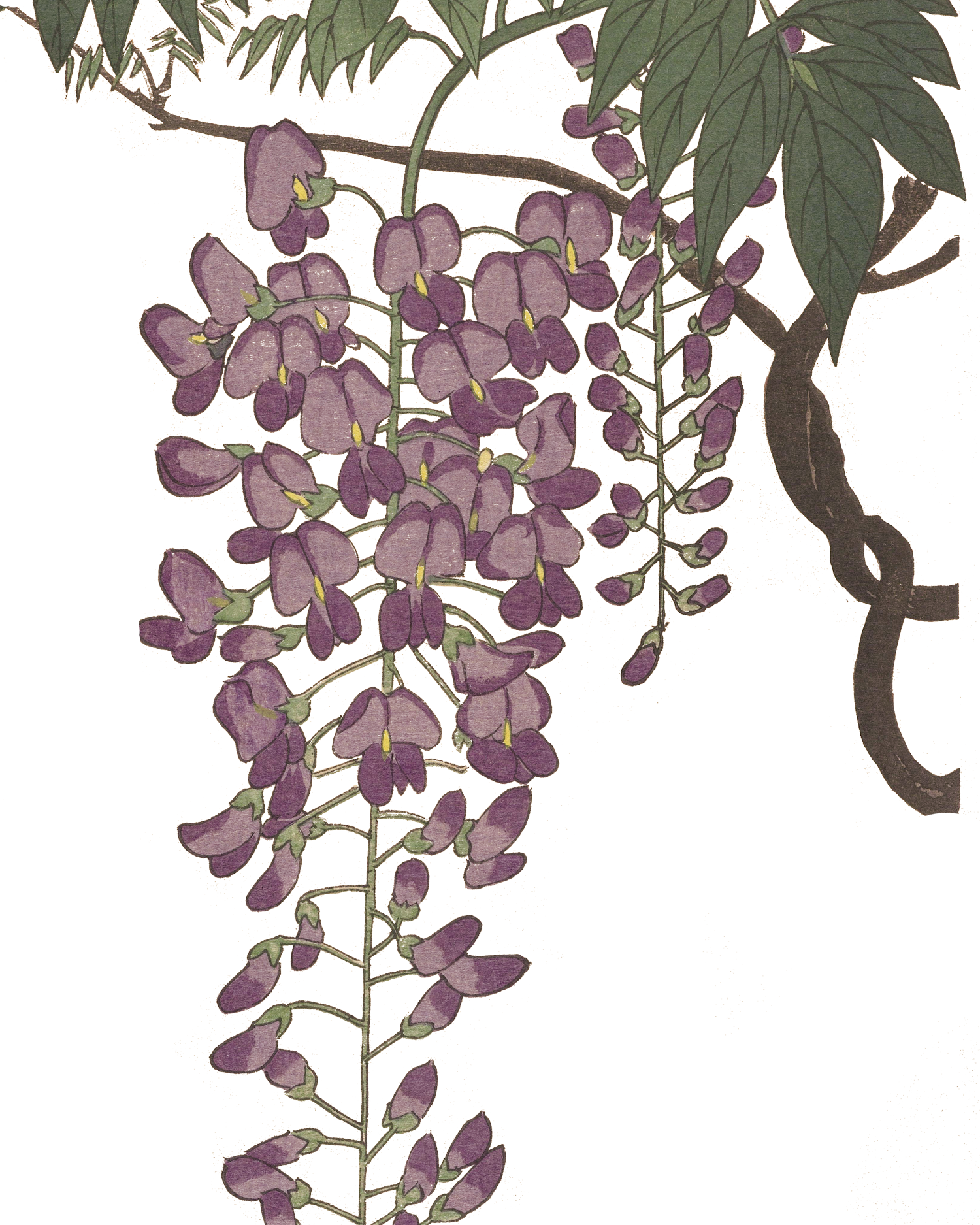 Wisteria | Mieko Kawakami