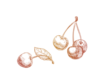Illustration of cherries