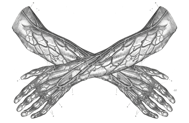 Medical drawing of a pair of forearms and hands cross over one another at the wrist. The drawing shows the system of blood vessels.
