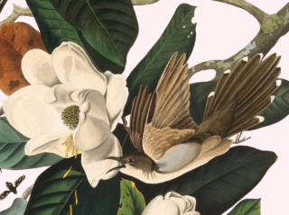 aquatint of a black-billed cuckoo among leaves