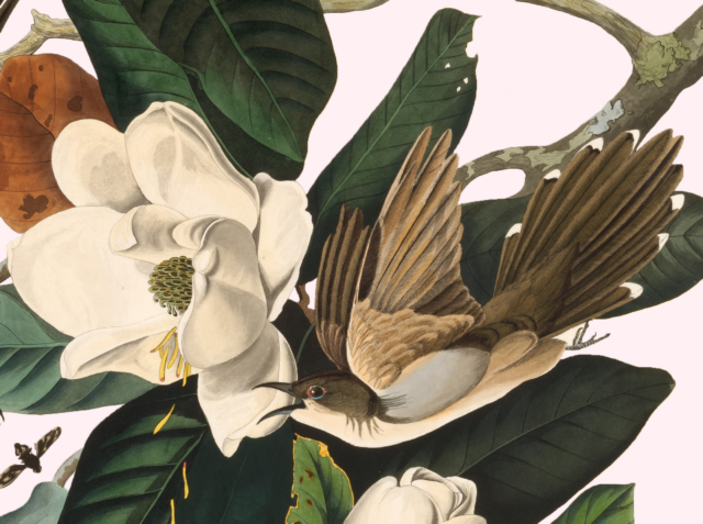 aquatint of a black-billed cuckoo among leaves