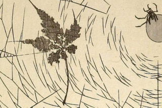 print of a spider in a web with a leaf